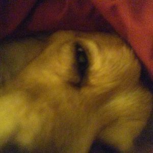 Meet your Posher, Corey